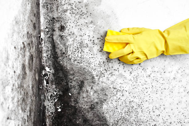 Best Same-Day Mold Removal  in Arp, TX