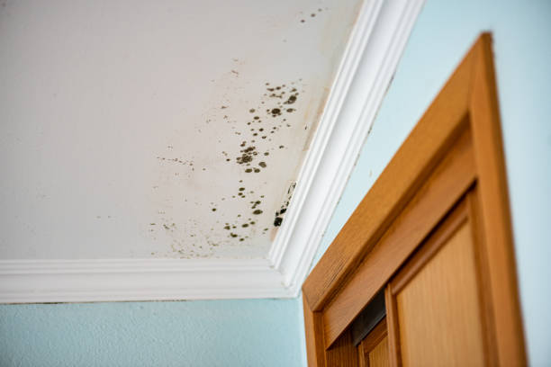 Best Crawl Space Mold Removal  in Arp, TX