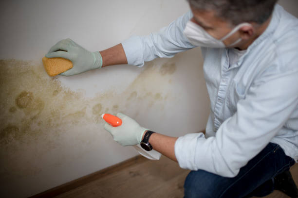 Best Professional Mold Removal  in Arp, TX