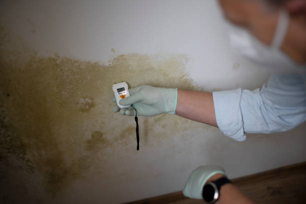 Best Toxic Mold Removal  in Arp, TX