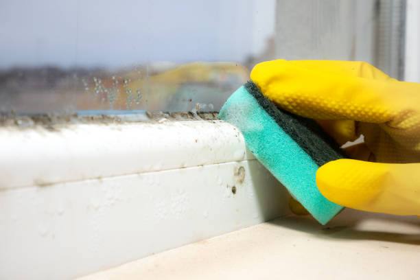 Professional Mold Removal in Arp, TX