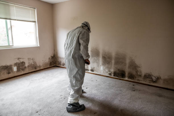 Best Fast Mold Removal  in Arp, TX