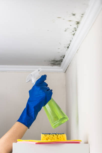 Best Affordable Mold Removal  in Arp, TX