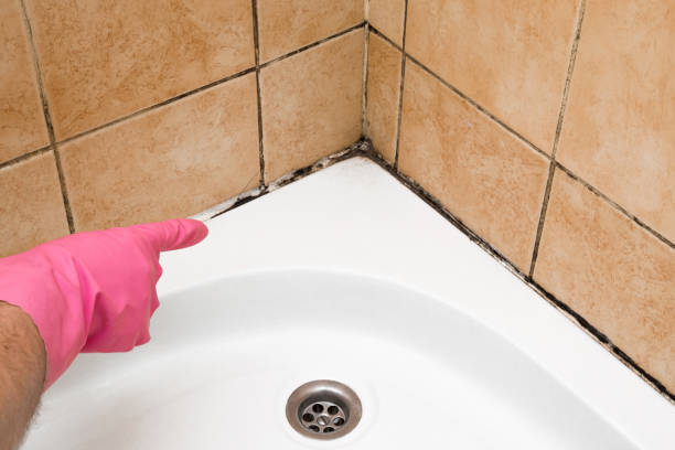 Best Residential Mold Removal  in Arp, TX